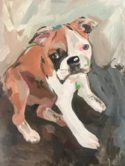 Pet Portraits